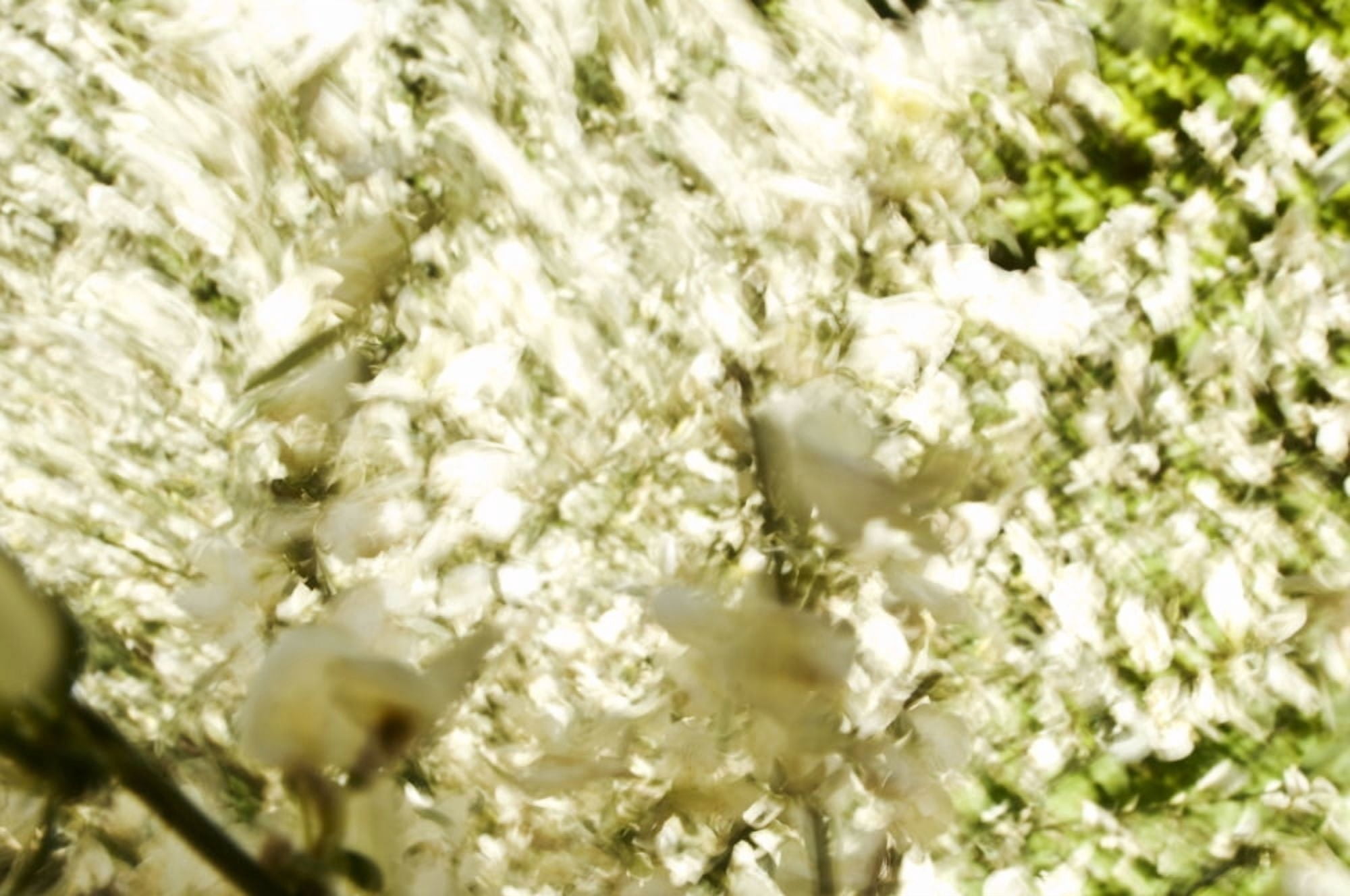 White Flower Blossoms Blurred Abstract Canvas Art - Ray Laskowitz Design Pics (17 x 11)