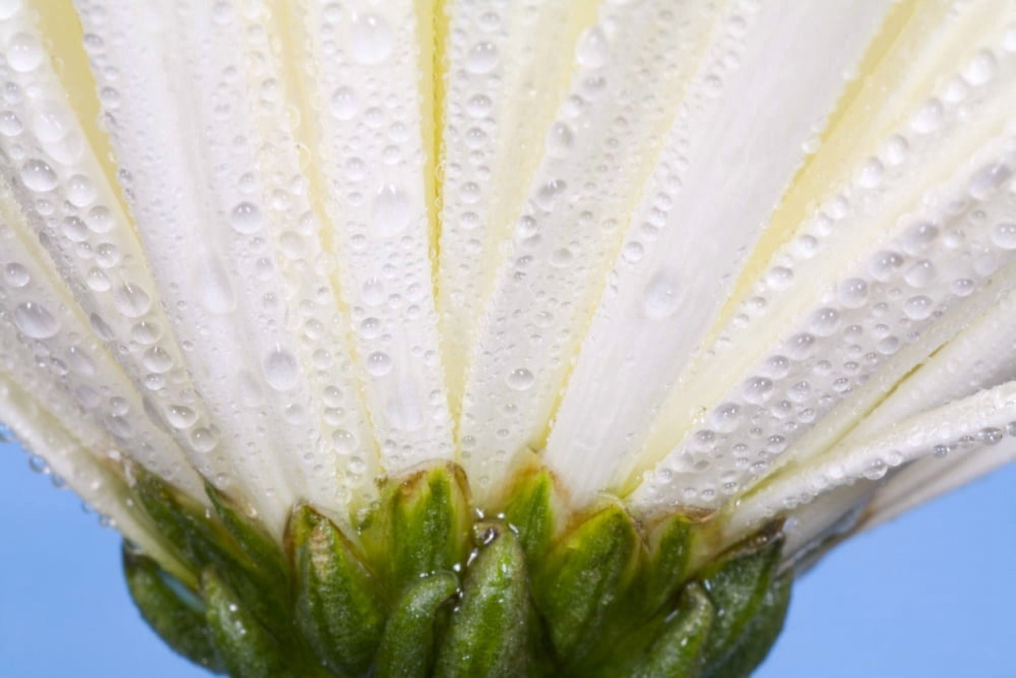 White Flower Head With Dew Canvas Art - Craig Tuttle Design Pics (17 x 11)