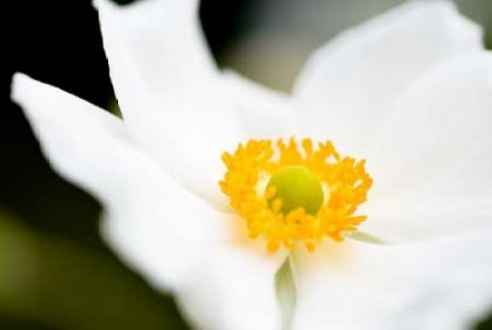 White Flower I Canvas Art - Beth Wold (24 x 36)