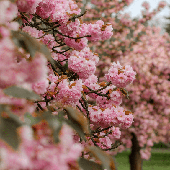 White Flowering Cherry Plant Live in 2.5'' Pot, Ornamental Tree, Flowering Cherry Tree for Garden
