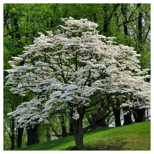 Flowering Dogwood