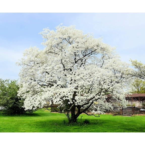 White Flowering Dogwood Tree Seedlings for Planting | Live Tree Seedling | No Ship to California (3 Seedlings)