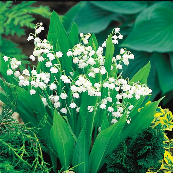 White Flowering Lily of the Valley Convallaria Dormant Bare Root Groundcover Perennial Starter Plant Root, One Plant per Offer