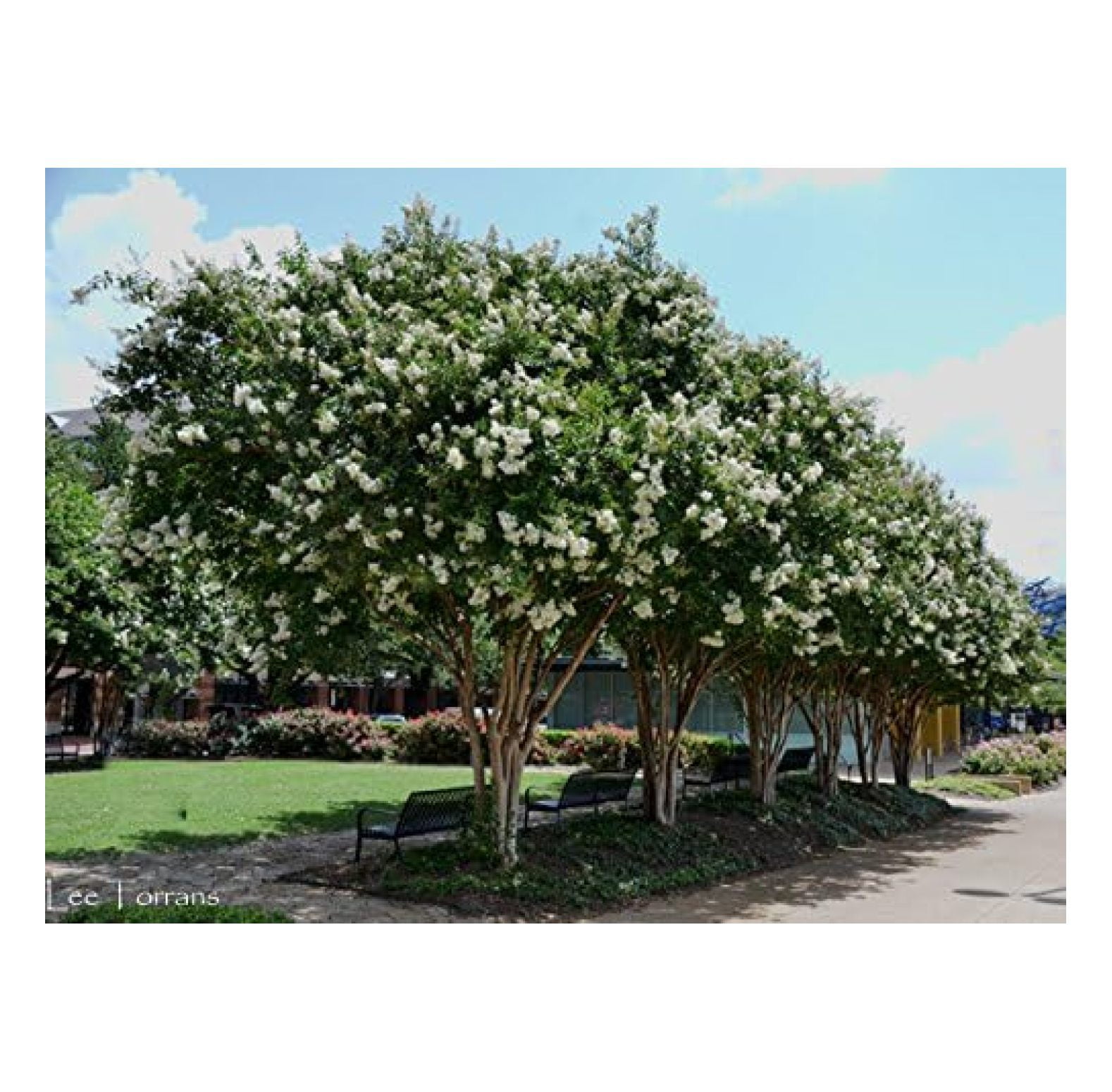 White Flowering Ornamental Crepe Myrtle Trees Quart Containers FIBROUS ROOT SYSTEM Grown