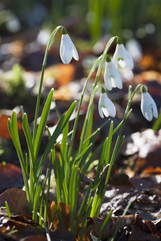 White Flowers Drooping Dumfries Scotland Canvas Art - John Short Design Pics (24 x 38)