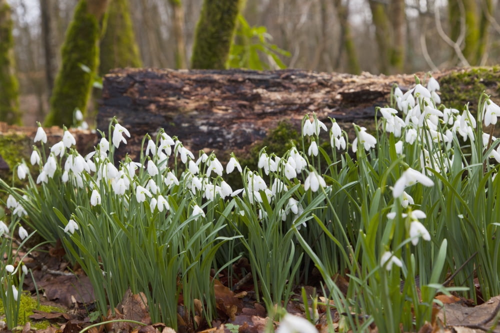 White Flowers Growing On A Forest Floor Beside A Fallen Tree Dumfries Scotland Canvas Art - John Short Design Pics (19 x 12)