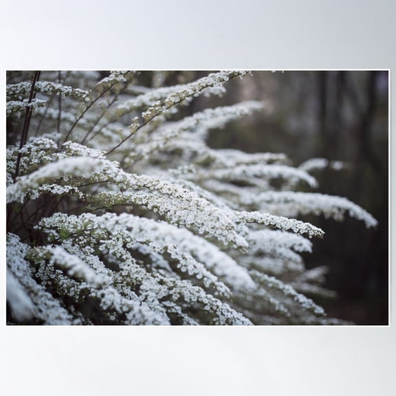 White Flowers In April - Landscape Format Poster Wall Art, Modern Wall Decor For Living Room Bedroom, 12x18 UNFRAMED