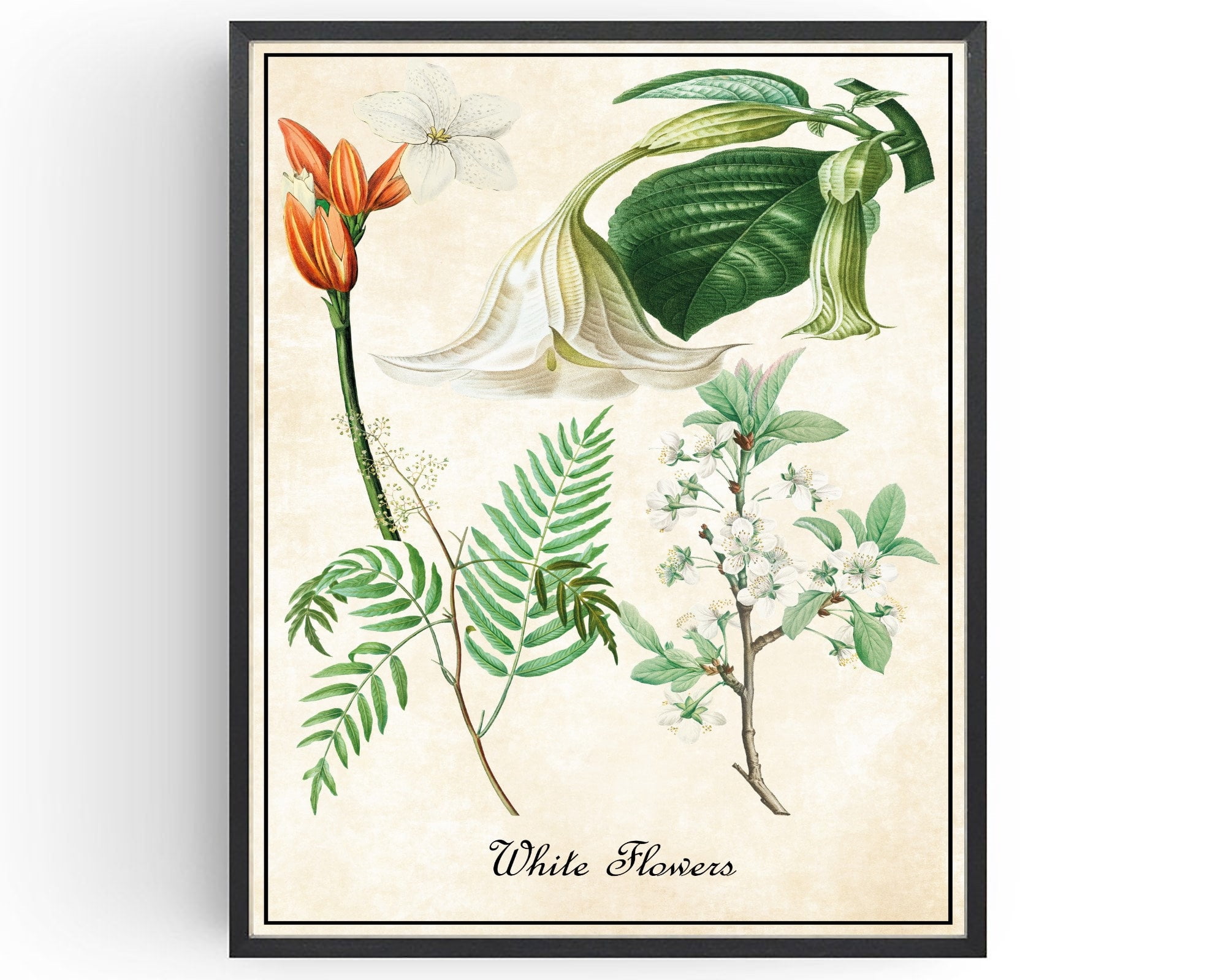 White Flowers Plants Fruit Botanical Art Botany Illustrations Vintage ...