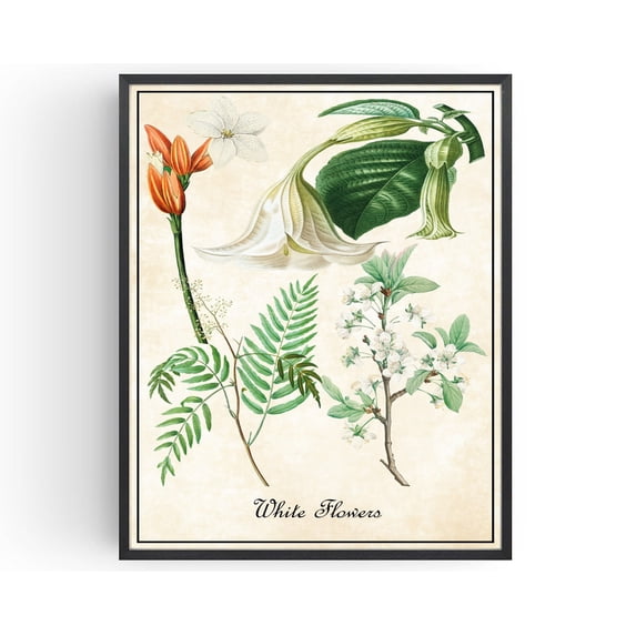 White Flowers Plants Fruit Botanical Art Botany Illustrations Vintage ...
