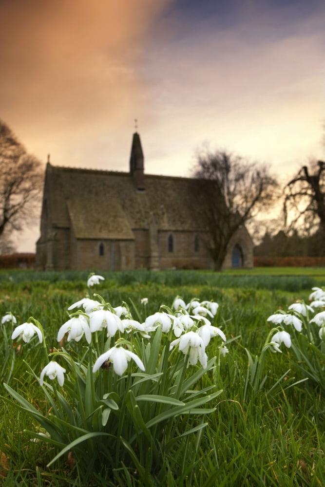 White Flowers With A Small Church In Background Canvas Art - John Short Design Pics (12 x 19)