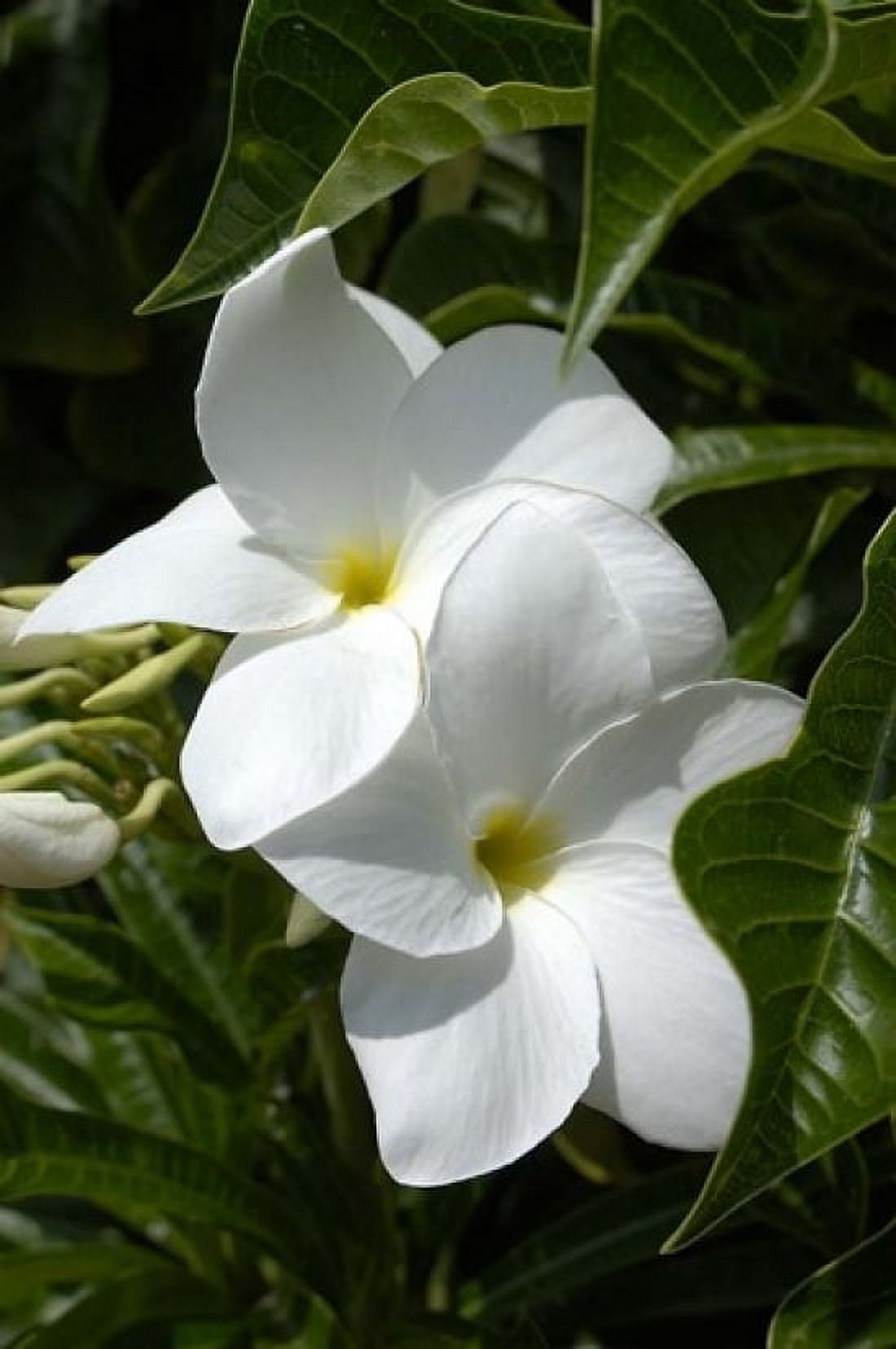 White Flowers on Palm Beach Aruba Canvas Art - Lisa S Engelbrecht DanitaDelimont (24 x 36)