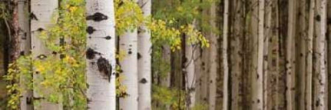 White Forest Standing Canvas Art - Heather Ross (8 x 24)