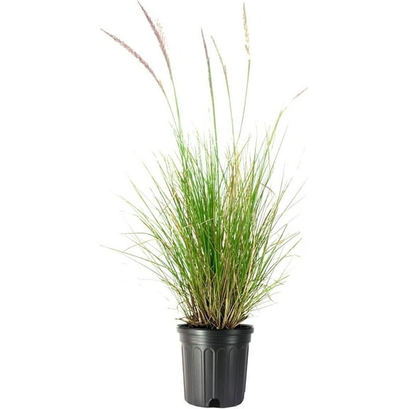 White Fountain Grass 1 Large Gallon Size Plant Pennisetum Alopecuroides Low Maintenance Blooming Ornamental Grass