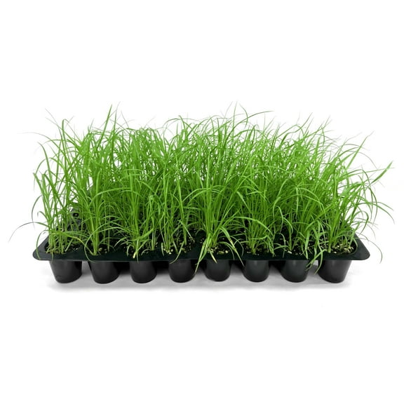 White Fountain Grass | 10 Live Plants | Pennisetum Alopecuroides | Ornamental Grass for Landscaping | Drought-Tolerant Plants for Borders & Gardens