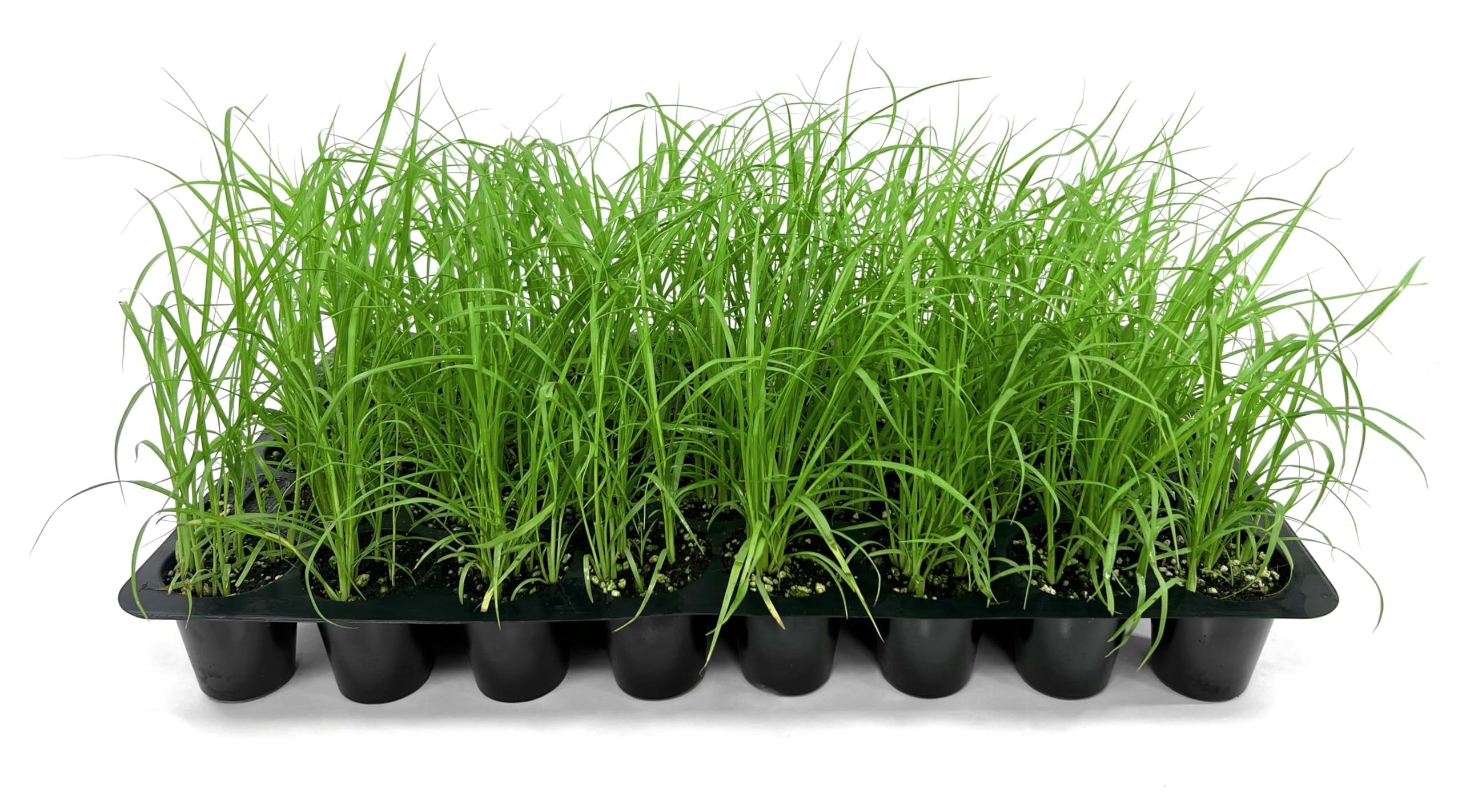 White Fountain Grass | 20 Live Plants | Pennisetum Alopecuroides | Ornamental Grass for Landscaping | Drought-Tolerant Plants for Borders & Gardens