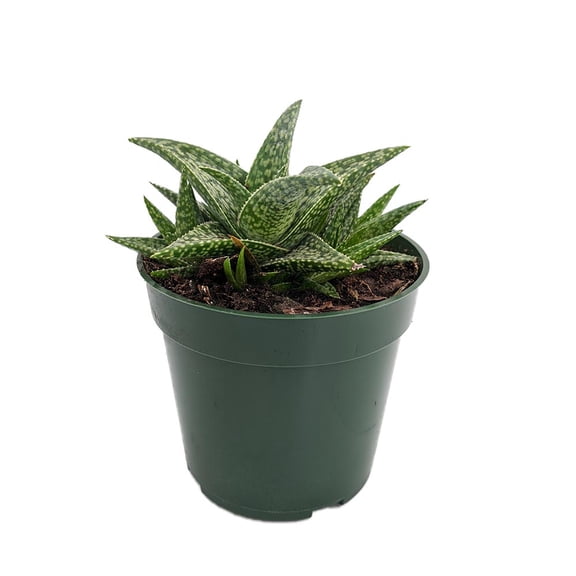 White Fox Aloe Plant - 4" Pot - Succulent