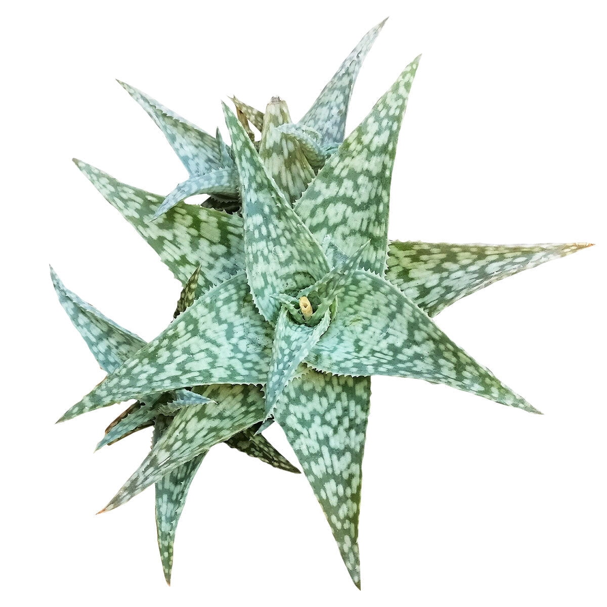 White Fox Aloe Succulent (4"+ Plastic Pot) - Tiny, Lovely, Easy to Care  Succulent for Beginners - Live Healthy Succulent for Home Office -  Walmart.com
