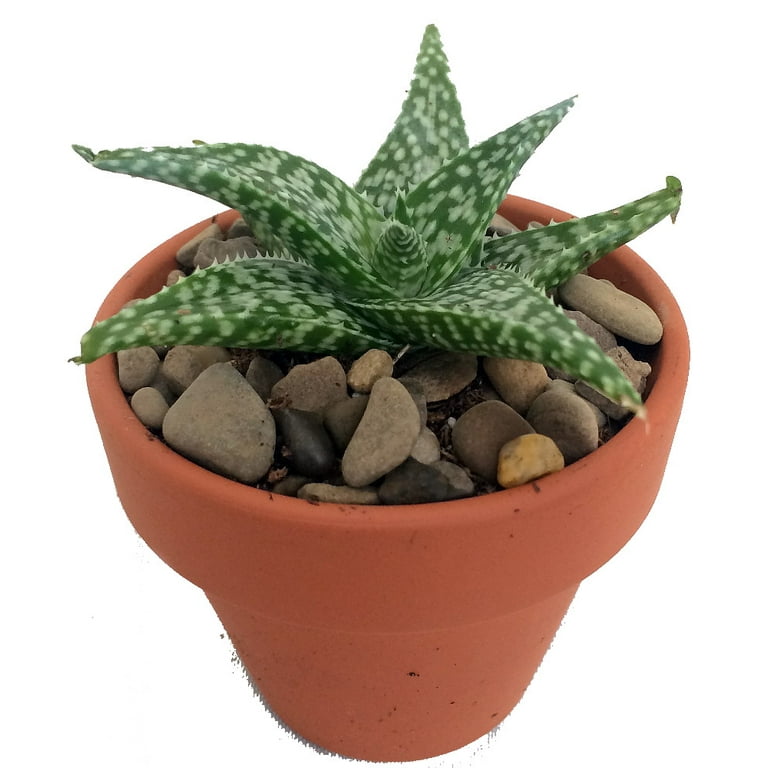 White Fox Aloe Vera - Medicine Plant/Burn Plant/Miracle Plant - 4 White Fox Aloe Vera - Medicine Plant/Burn Plant/Miracle Plant - 4