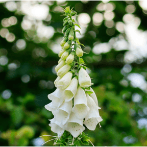 White Foxglove Live Plant in 3 Inch Pot, Elegant White Bell Flowers, Cottage Garden Favorite, Easy to Grow, Perfect for Garden and Containers