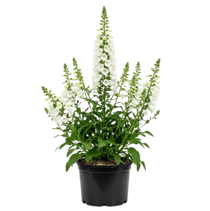 White Foxglove Plant Live, Hardy Perennial Foxgloves with Colorful Summer Flowers for Outdoor Garden Planting, 2-4 Inch Tall, 3 Inch Pot