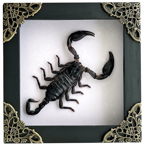 White Frame Gothic Wall Art Scorpion Design Shadow Box Bug Beetle Lover Oddity Collectables Decoration Reading Tabletop Wall Art Home Decor Living Gallery K12-51-TR