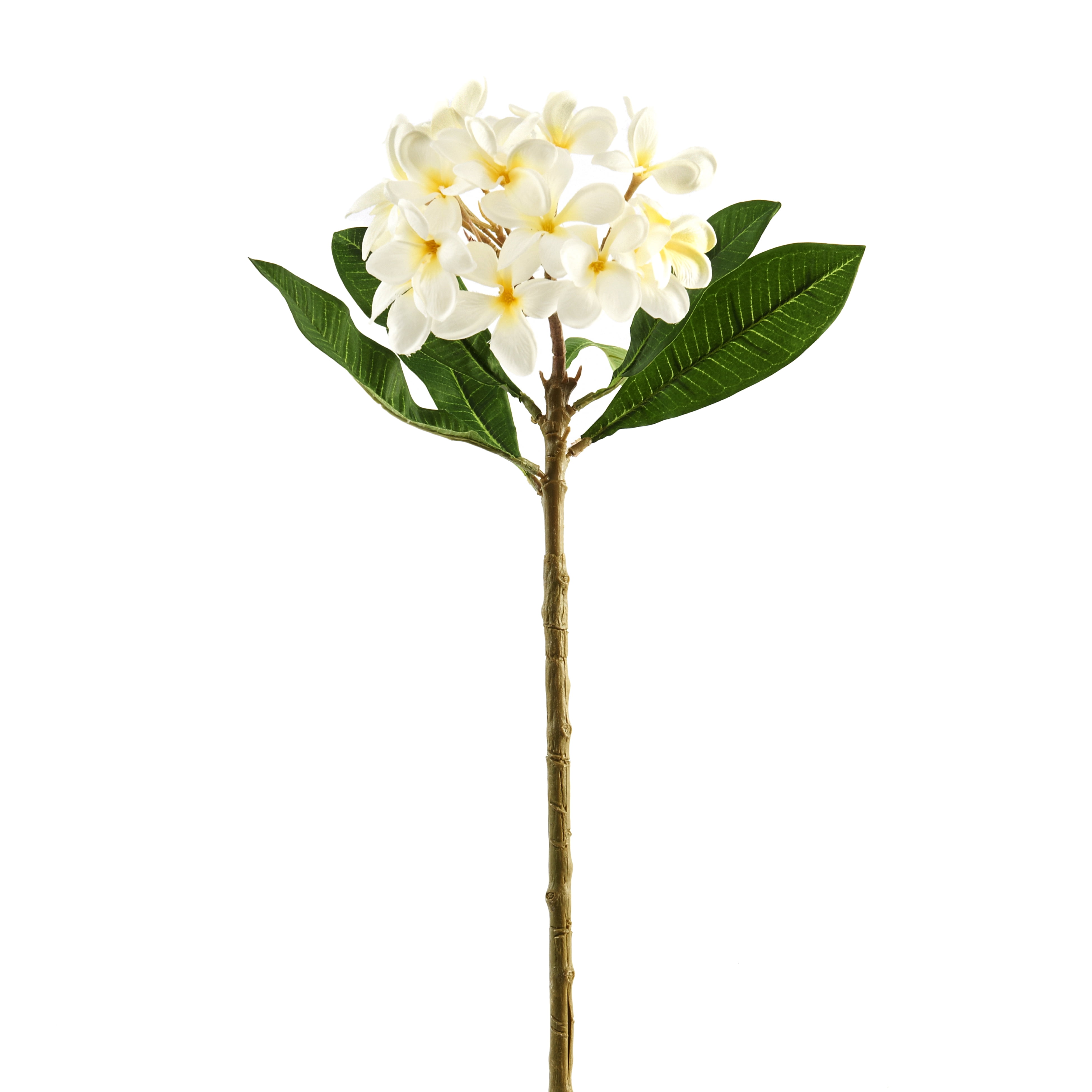 White Frangipani Stem by Ashland