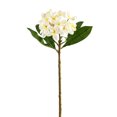 thumbnail image 1 of White Frangipani Stem by Ashland, 1 of 1