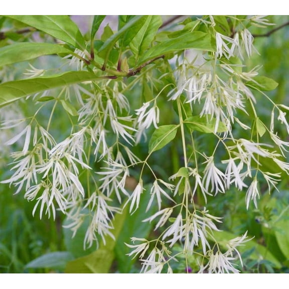 White Fringe Tree -Chionanthus Virginicus Outdoor Live Plants -Hardy Fragrant Fringe- Grancy Greybeard-6-12"Tall Qt Pot