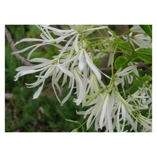 White Fringe Tree Chionanthus Virginicusa Heavy Established Roots