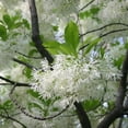 thumbnail image 1 of White Fringe Tree Live Plants, Fragrant, Spring-Flowering, Ornamental, 1 of 5