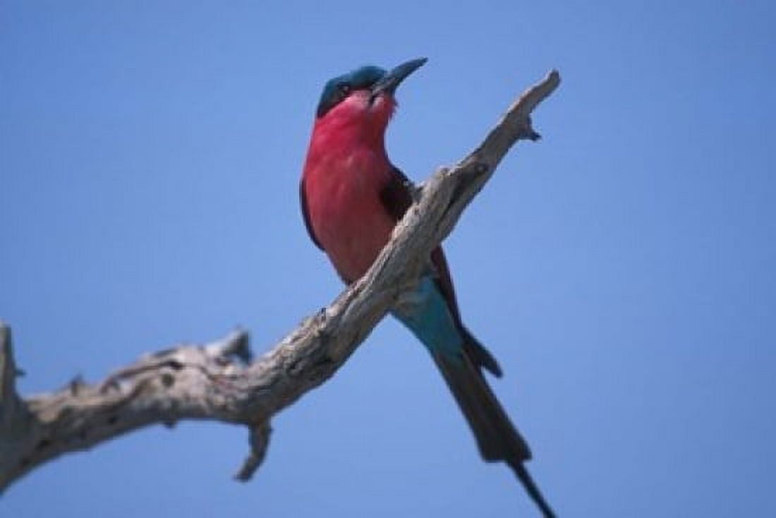 White-Fronted Bee Eater Chobe River Chobe National Park Botswana Canvas Art - Paul Souders DanitaDelimont (18 x 12)