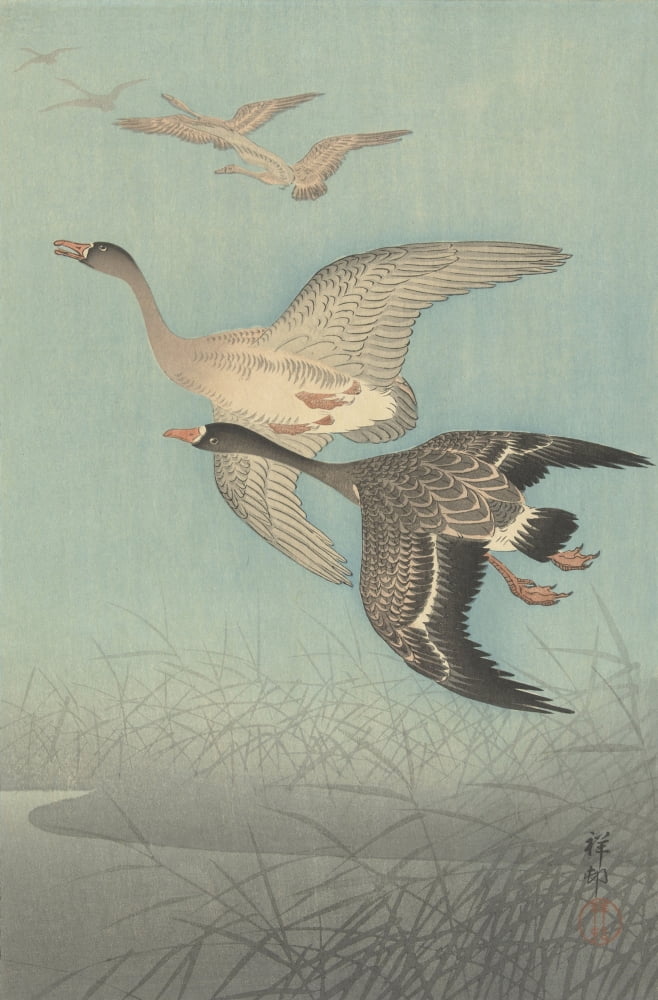 White-Fronted Geese In Flight Canvas Art - (24 x 36)