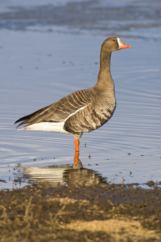 White-Fronted Goose Stands In Water At Creamers Field Migratory Waterfowl Refuge Fairbanks Interior Alaska Spring Canvas Art - Kenneth Whitten Design Pics (12 x 19)
