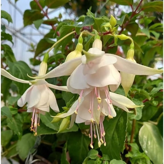 White Fuchsia Plug Plant 3 to 5 Inches Tall, Double White Hanging Fuchsia Flower, Compact Trailing Plant for Baskets and Containers