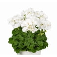 thumbnail image 1 of White Geranium Live Plant, 4–6 Inch Tall Flowering Plant in 4 Inch Pot, Easy Care Blooming Geranium for Patio, Garden, and Container Planting, 1 of 8