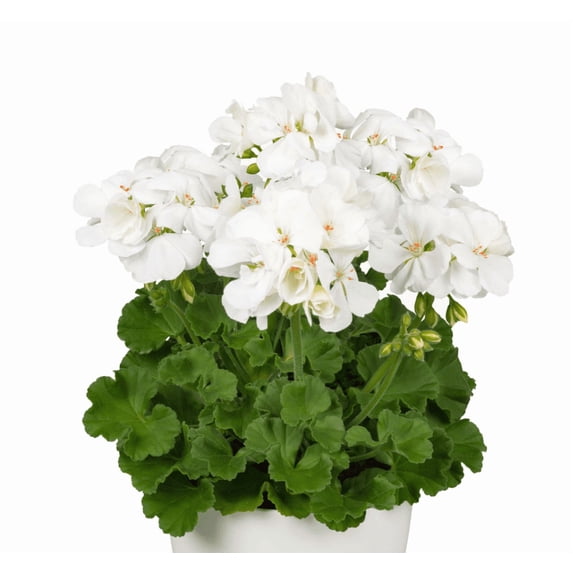 White Geranium Live Plant, 4–6 Inch Tall Flowering Plant in 4 Inch Pot, Easy Care Blooming Geranium for Patio, Garden, and Container Planting