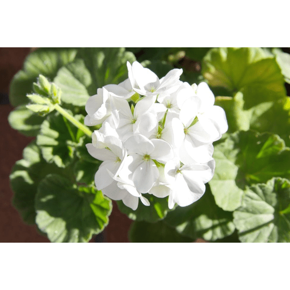 White Geranium Live Plant, Vibrant Blooms Geranium Plant, Perennial Geranium Flowers 4 to 6 Inc Tall for Indoor Outdoor