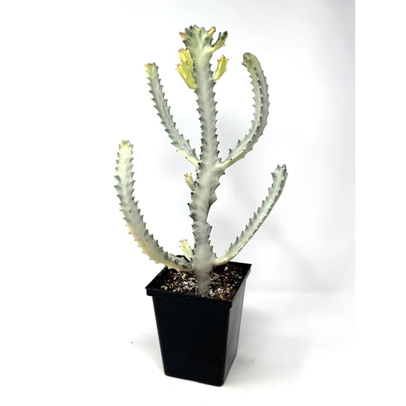 White Ghost - 1 Live Plant in a 4 Inch Pot - Euphorbia Lactea 'Mottle Spurge' - Bold Striking Textured Housplant