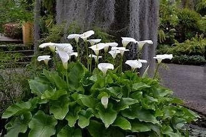 White Giant Calla Lily - 3 Live Starter Plants in 2 Inch Pots ...