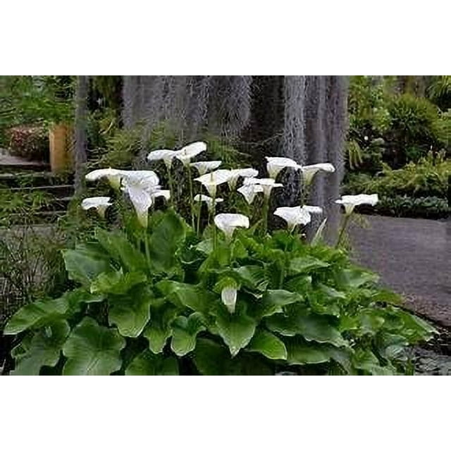 White Giant Calla Lily - Live Starter Plant in a 2 Inch Pot ...