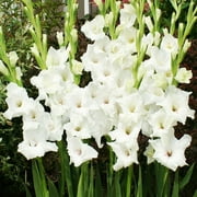White Gladiolus Flower Bulbs Value Bag - 30 Bulbs per Pack - Attracts Butterflies and Hummingbirds - Good as Cut Flowers - Grows Well In Containers - Perennializing - Live Garden