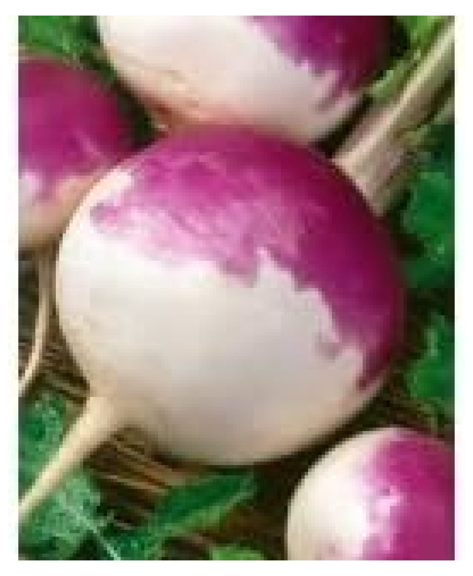 White Globe Purple TOP Turnip 5 LB.