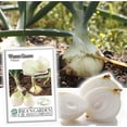 thumbnail image 1 of White Grano Onion Seeds (Allium cepa) – 500+ Heirloom Non-GMO Seeds by Isla’s Garden Seeds, Short Day Variety, Ideal for Planting, Perfect for Home Gardens, Great Gardening Gift, 1 of 7