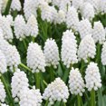 thumbnail image 1 of White Grape Hyacinth or Muscari Flower Bulbs - 25 Bulbs per Pack - Pleasantly Scented - Deer Resistant - Grows Well In Containers - Perennializing - Grow Indoors or Outdoors – Live Plant Garden, 1 of 6