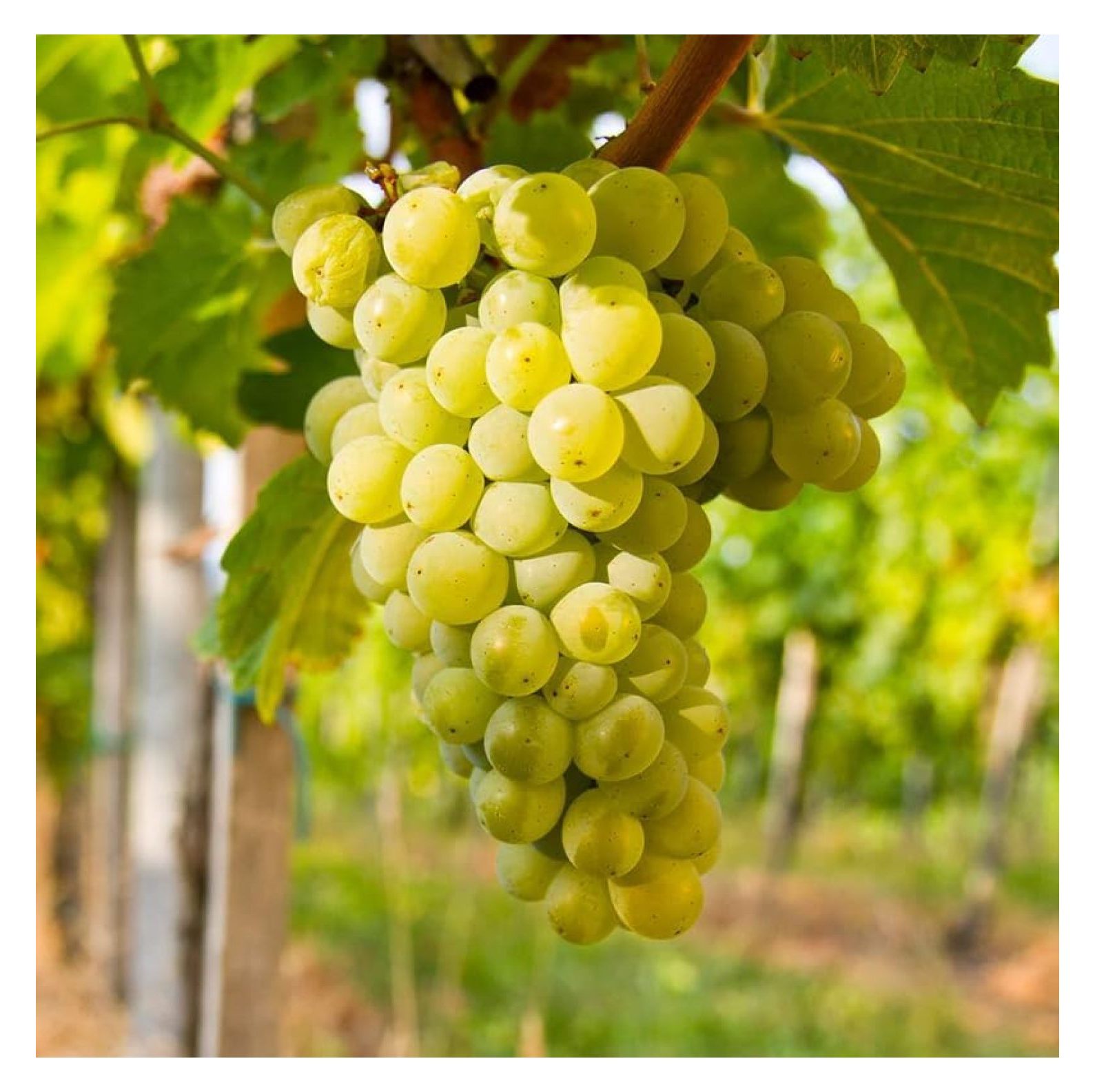 White Grape Vine Live Plant 1 Year Old, Sweet Grape Plant Live for