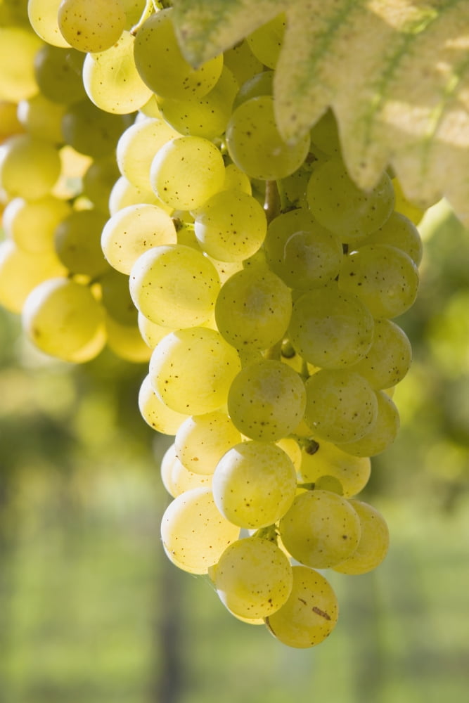 White Grapes Canvas Art - Michael Interisano Design Pics (12 x 19)