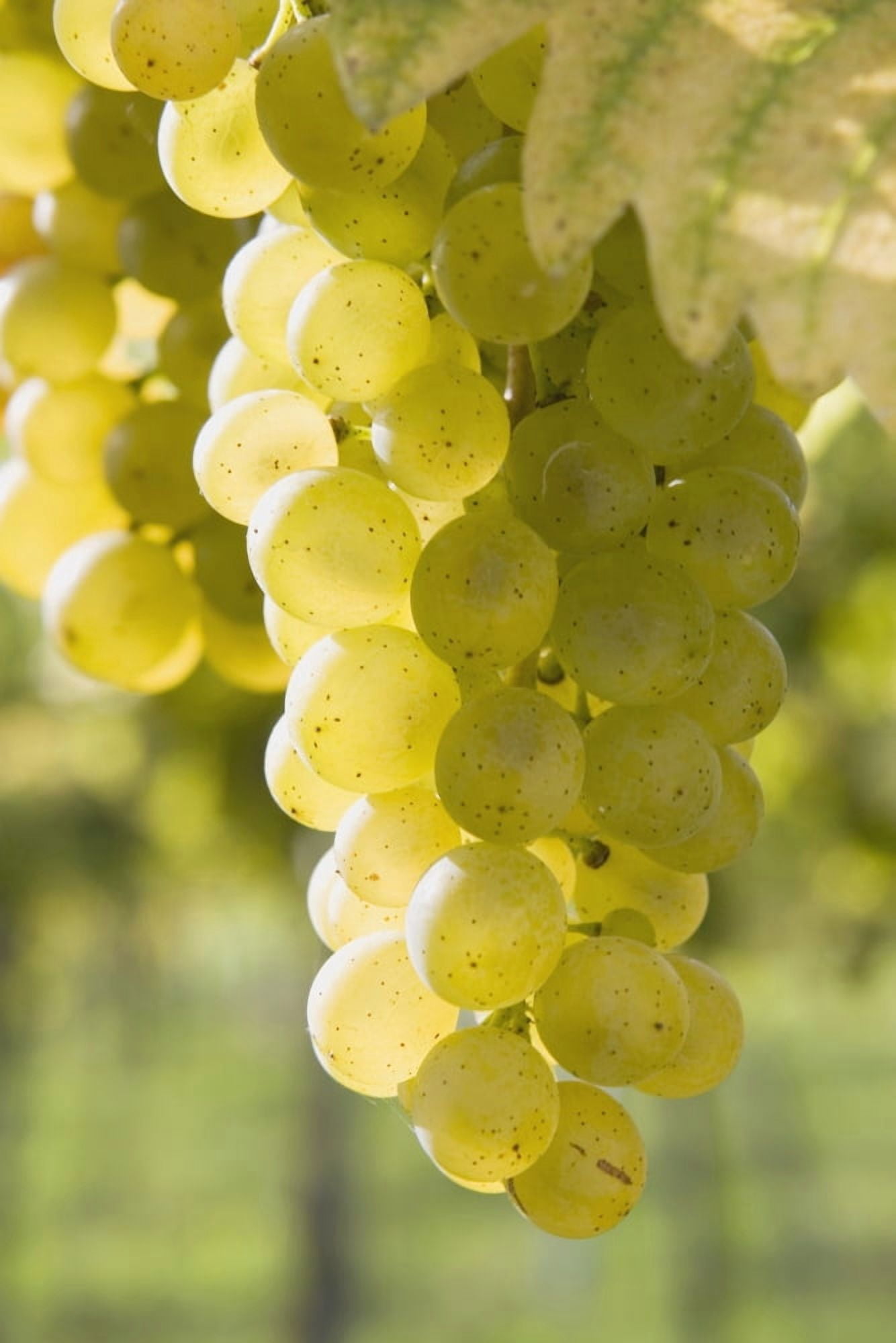 White Grapes Canvas Art - Michael Interisano Design Pics (24 x 38)