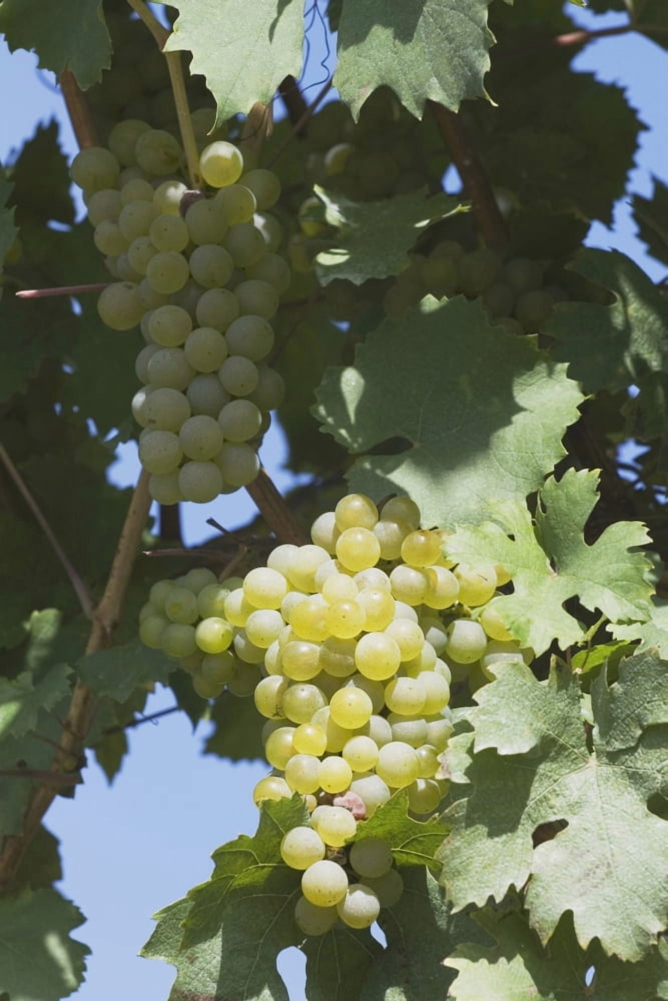 White Grapes On The Vine Canvas Art - Michael Interisano Design Pics (12 x 19)