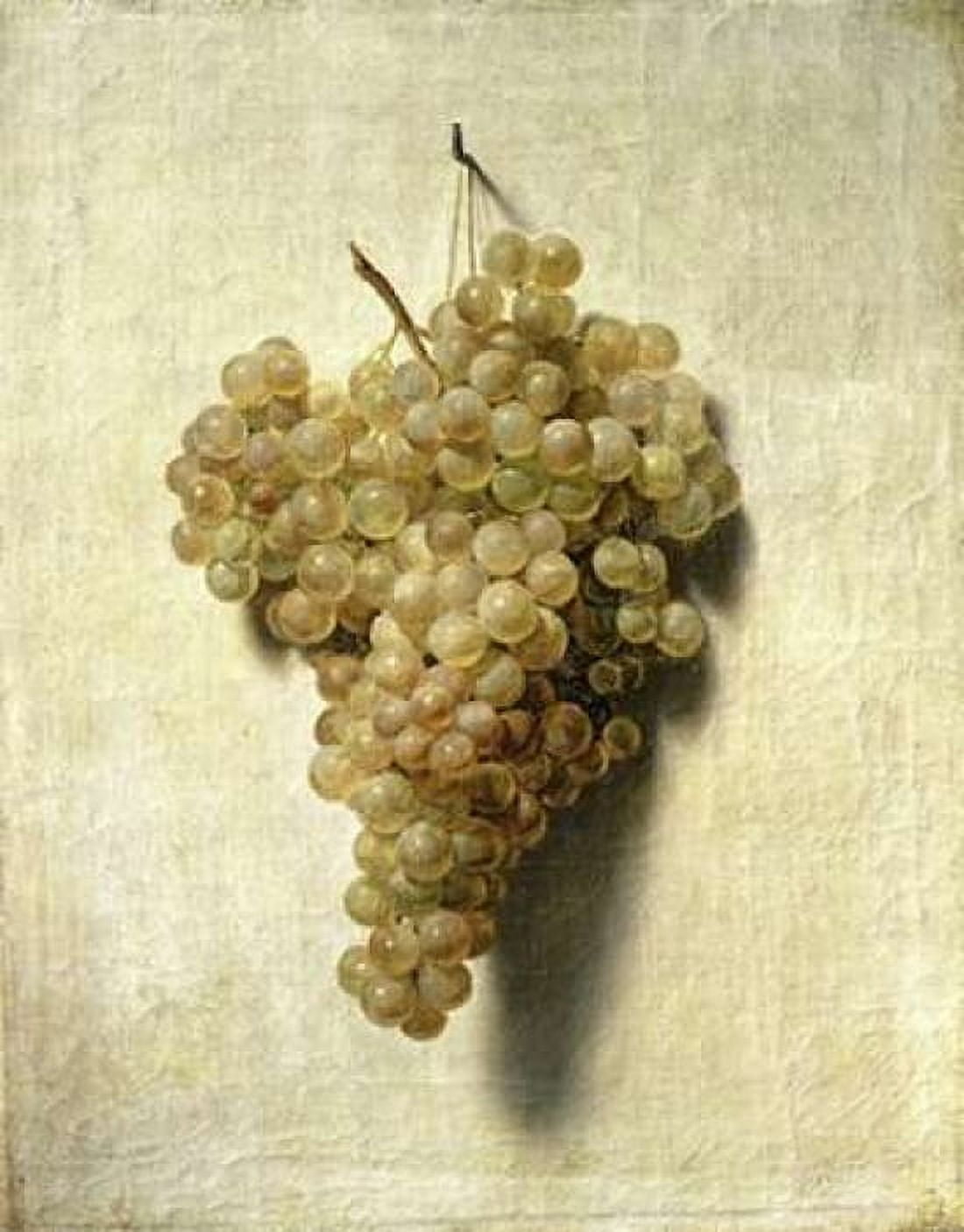 White Grapes - Raisons Blancs Canvas Art - Louis Leopold Boilly (24 x 30)