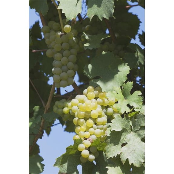 White Grapes on the Vine Poster Print, 12 x 19